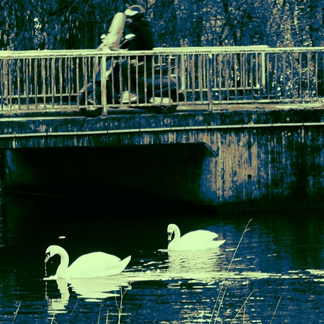 ambient swans