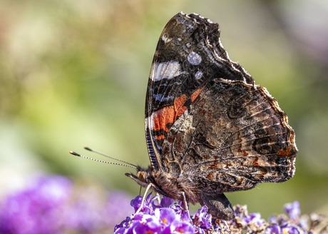 Atalanta in eigen tuin