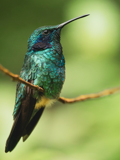 Gekleurde kolibrie