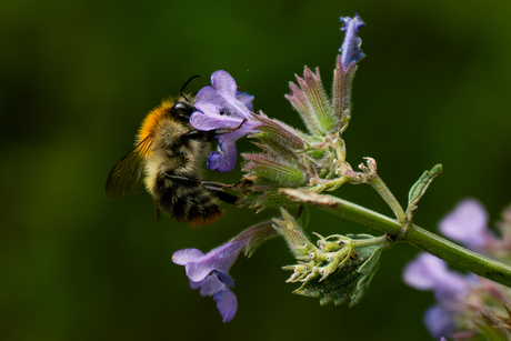 Hommel