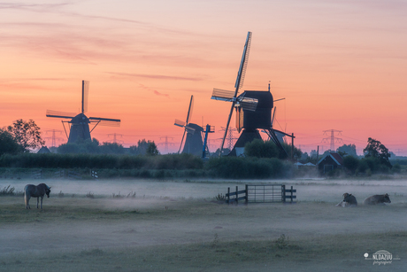 Goedemorgen, zie de merrie tegen de twee slapende koeien