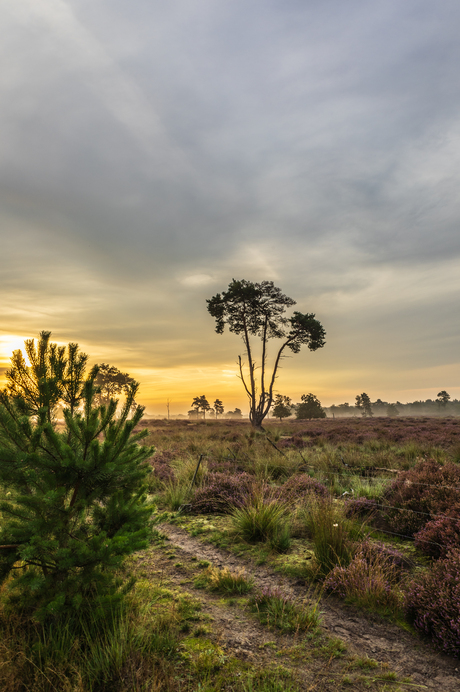 Heide landschap