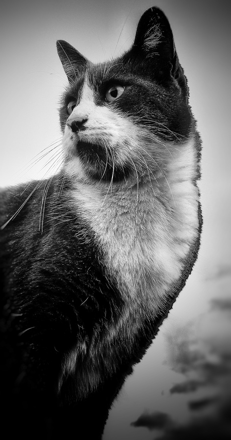 Portret kat van de buren