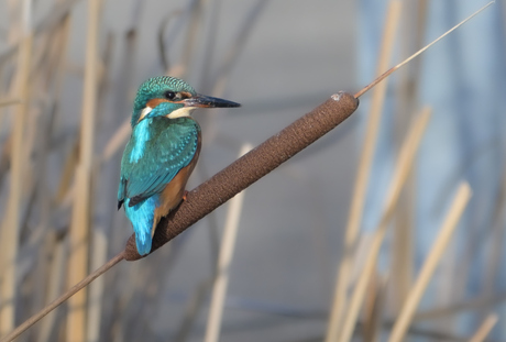 IJsvogeltje 
