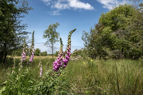 Zeepeduinen