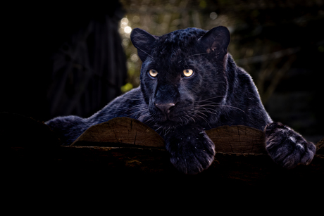 Zwart luipaard/panter