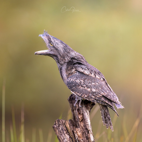 Tawny frogmouth - Uilnachtzwaluw - Podargus strigoides