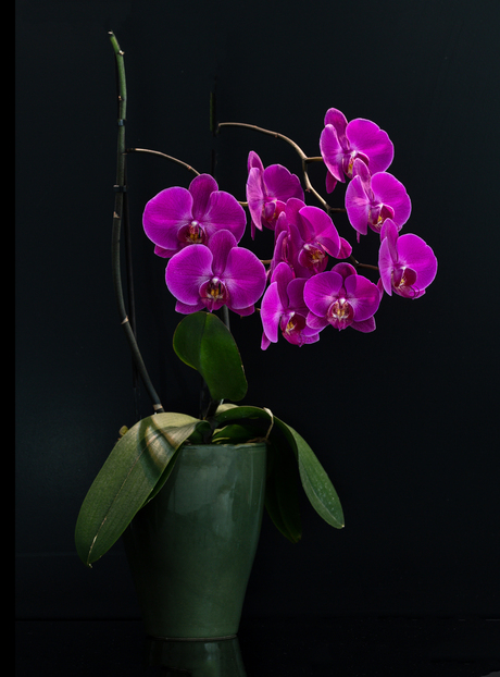 orchidee