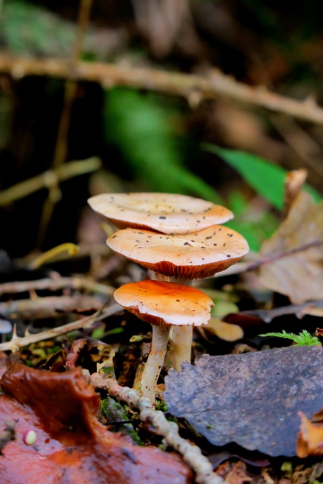 Paddenstoelen in het bos