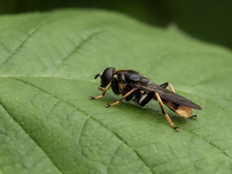 Grote goudenbladloper.