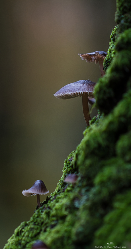 Paddenstoelen