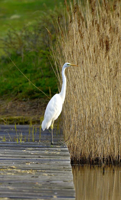 Zilverreiger