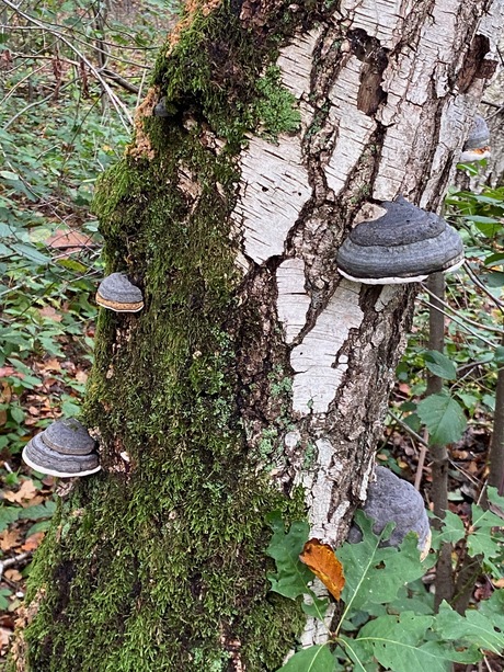 Paddestoelen op een boom