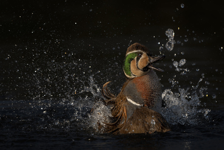 Spetter spetter spat.