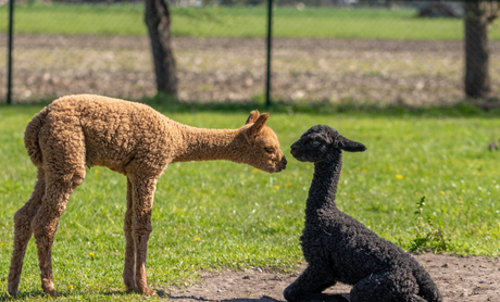 Alpaca