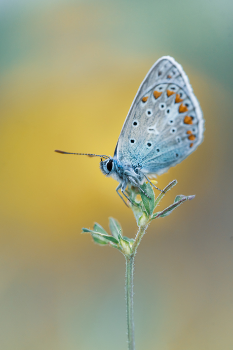 Blauwtje close-up