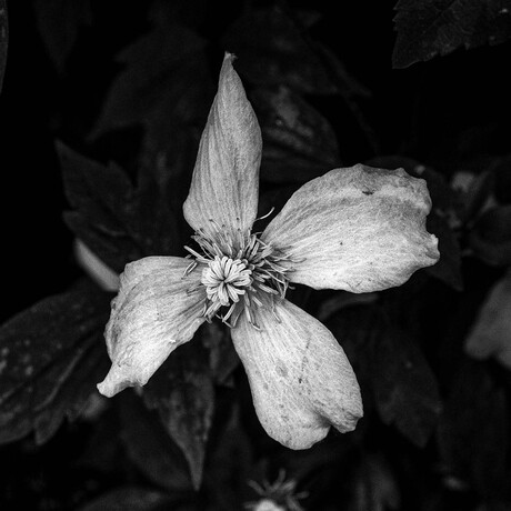 des fleurs noir