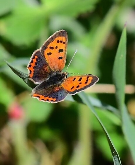 Kleine vuurvlinder ( Lycaena phlaeas )