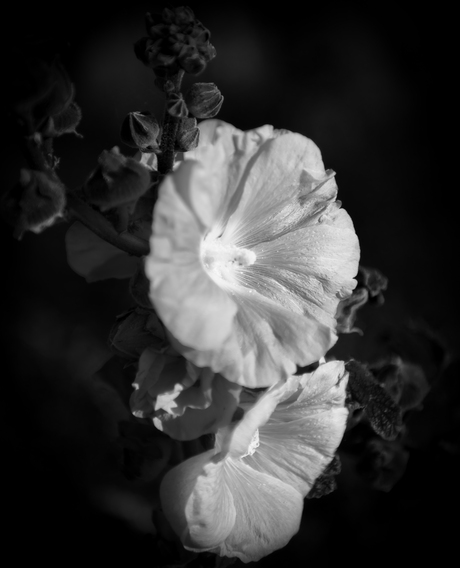 B&W Flower 