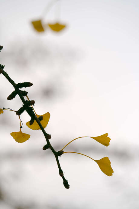 Gingkoboom verliest haar goudgele bladeren