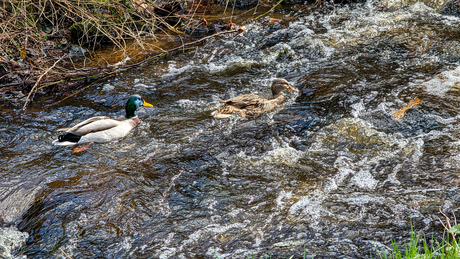 2 eenden zwemmen stroomopwaarts.