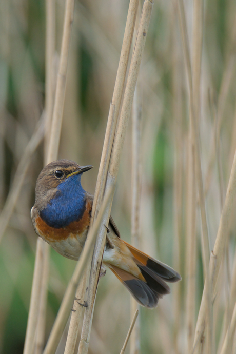 Blauwborst