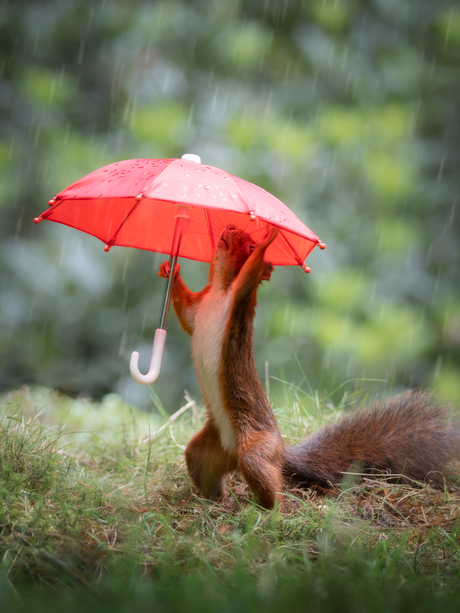 I'm singing in the rain...