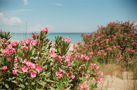 Oleander