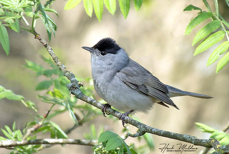 Zwartkop (Sylvia atricapilla)