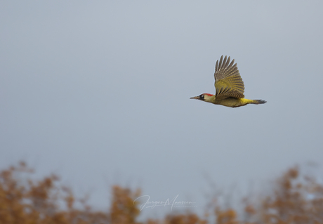 In flight.