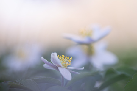 was het maar weer zover