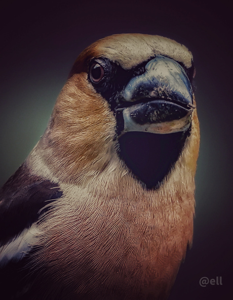 Portret van de Appelvink 