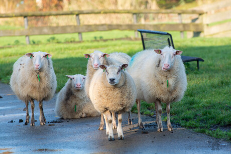 Familieportret van familie schaap