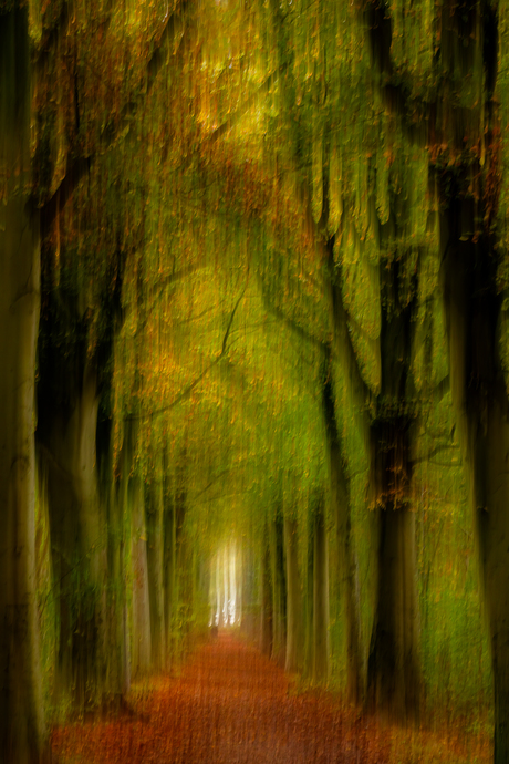 Bospad in de herfst (ICM)