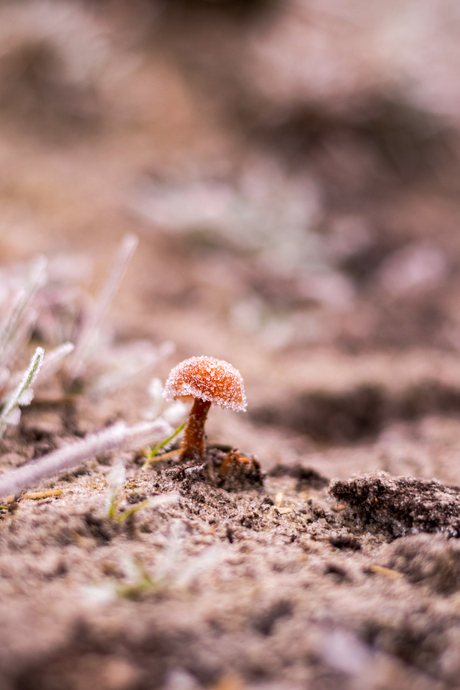 Kleine paddenstoel bij vorst