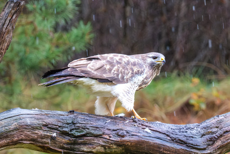 Buizerd