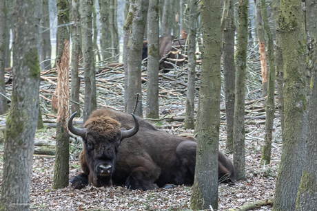 Nog een grote grazer de "wisent"