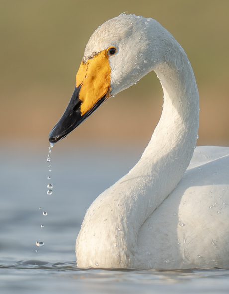 Portret wilde zwaan