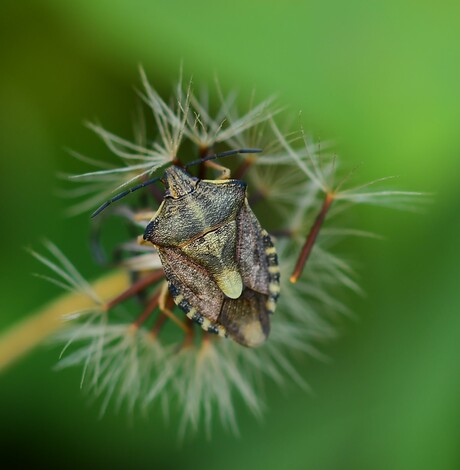 Beemdkroonwants