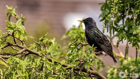 Spreeuw (Sturnus vulgaris) 