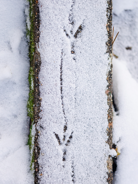 Sporen in de sneeuw
