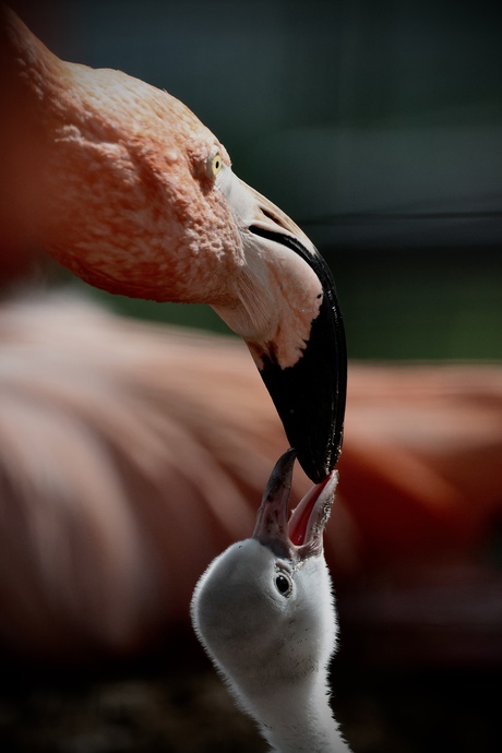 Moeder Flamingo met jong 😍