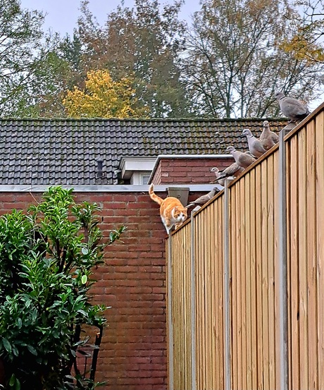 Vandaag gaat het lukken !