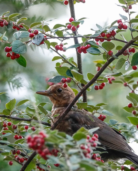 Merel in de dwergmispel!🍒🐦😃