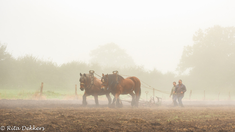 Maarten zet de trend verder : ploegen met paarden