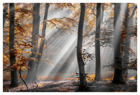 Zonneharp in het bos