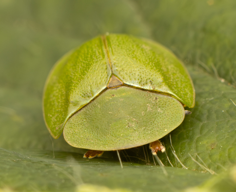 groene schildpadkever