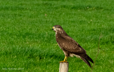 Buizerd langs de straat 