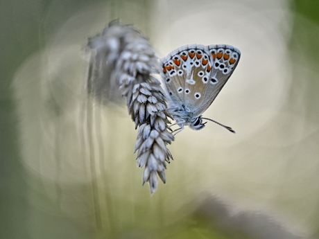 Bruin Blauwtje in het laatste zonlicht 