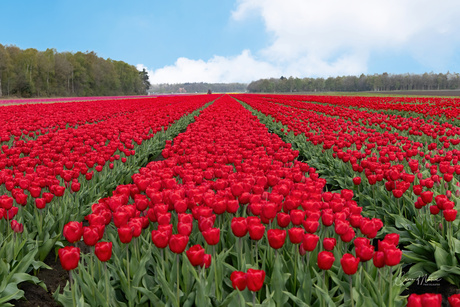 Tulpen in drenthe 